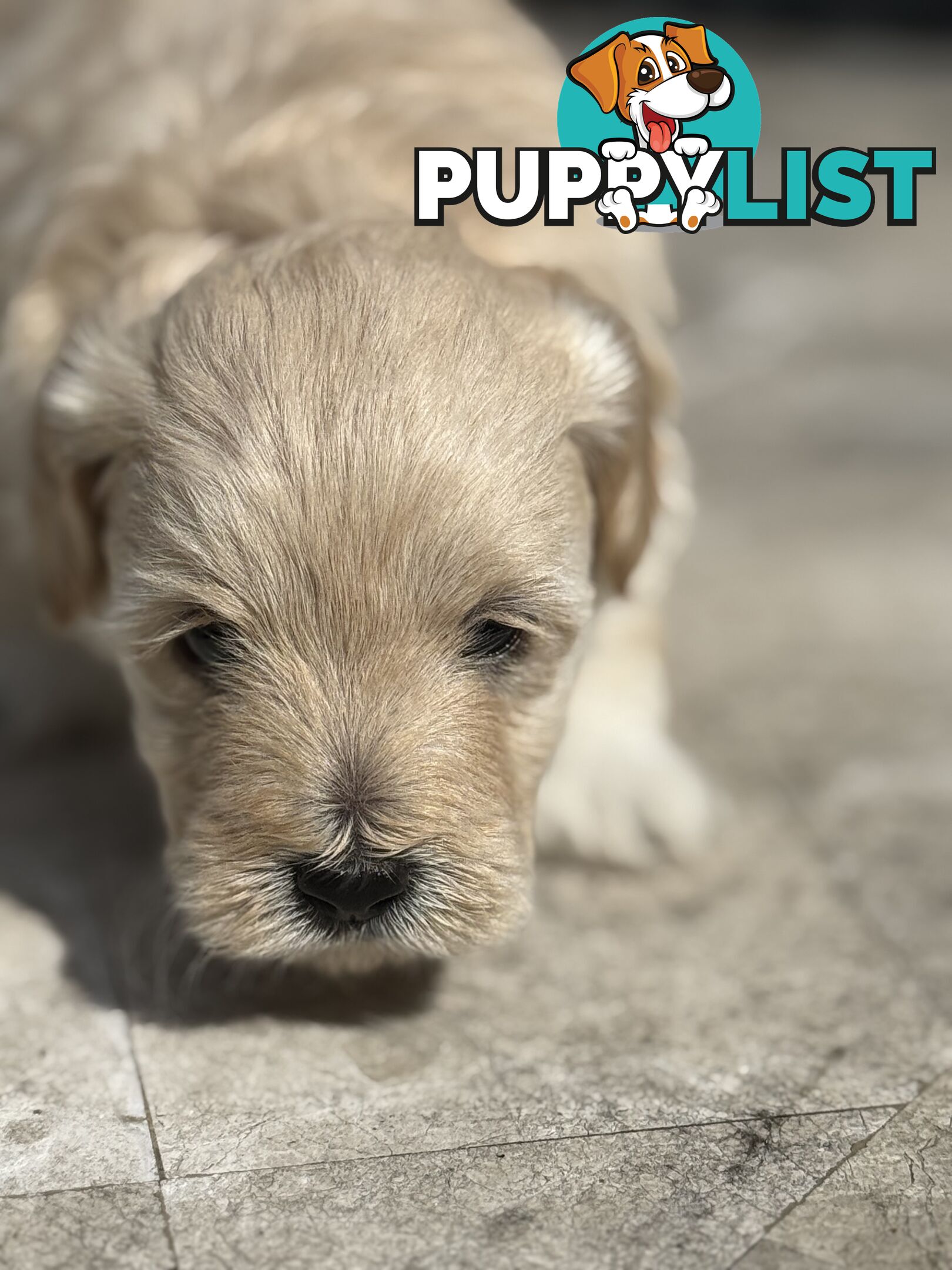 Cutest Toy Poodle Puppy & Maltese Shih Tzu ♥️(SHMOODLE)♥️