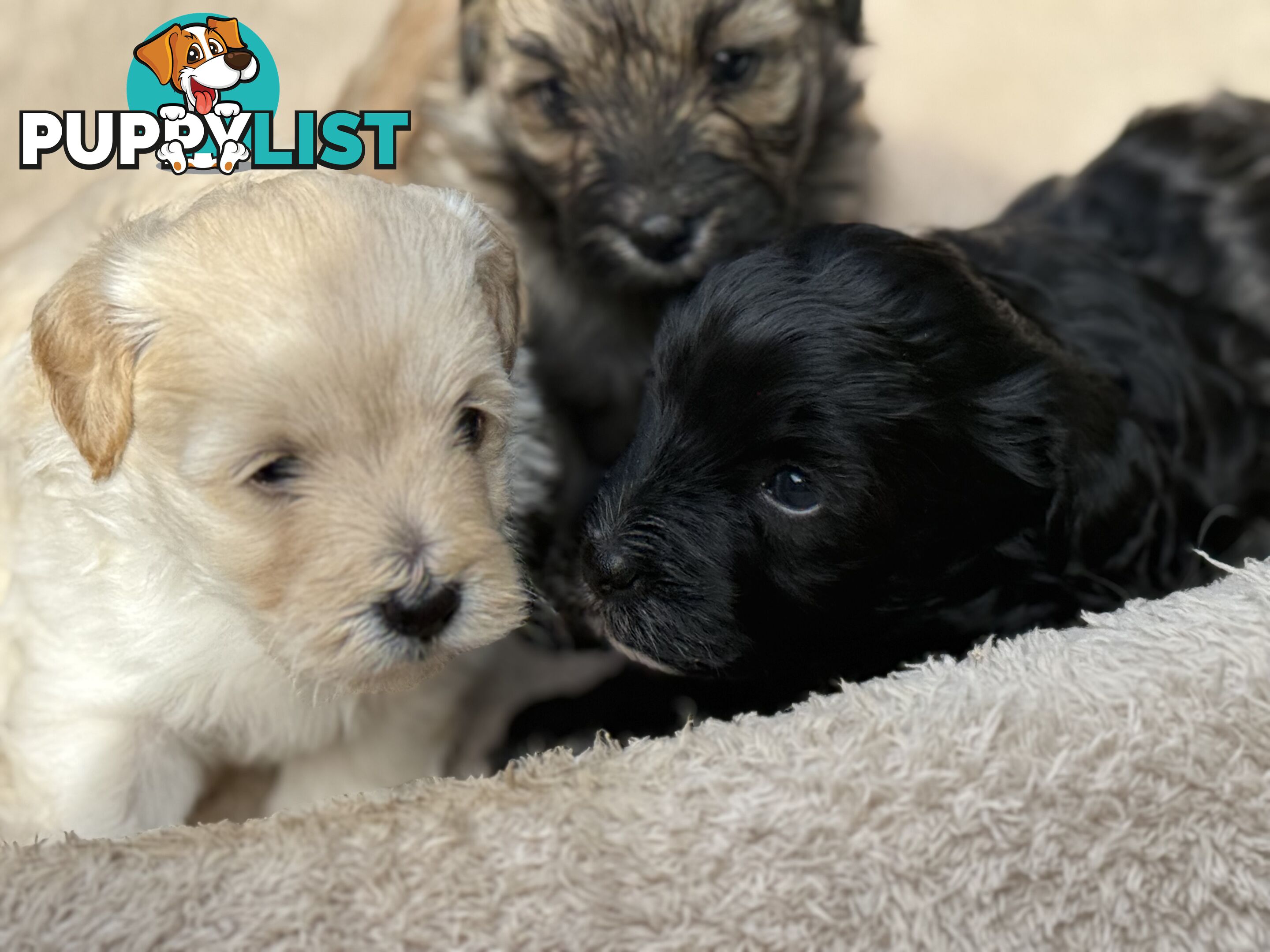 Cutest Toy Poodle Puppy & Maltese Shih Tzu ♥️(SHMOODLE)♥️