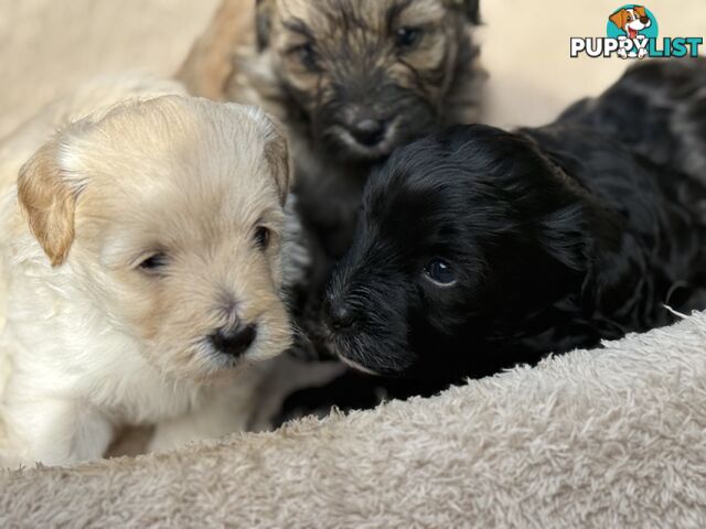 Cutest Toy Poodle Puppy &amp; Maltese Shih Tzu ♥️(SHMOODLE)♥️
