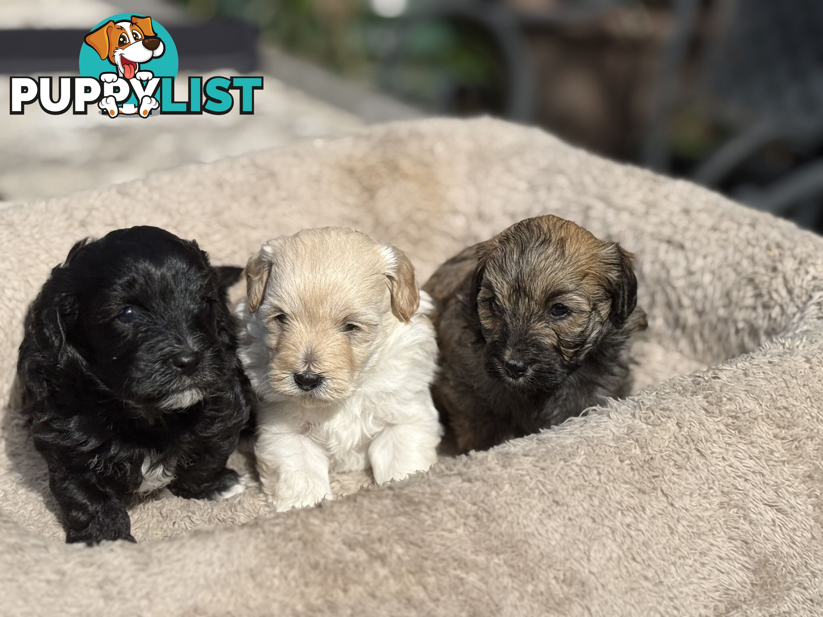 Cutest Toy Poodle Puppy & Maltese Shih Tzu ♥️(SHMOODLE)♥️
