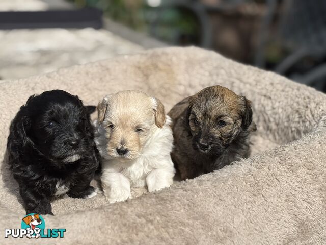 Cutest Toy Poodle Puppy & Maltese Shih Tzu ♥️(SHMOODLE)♥️