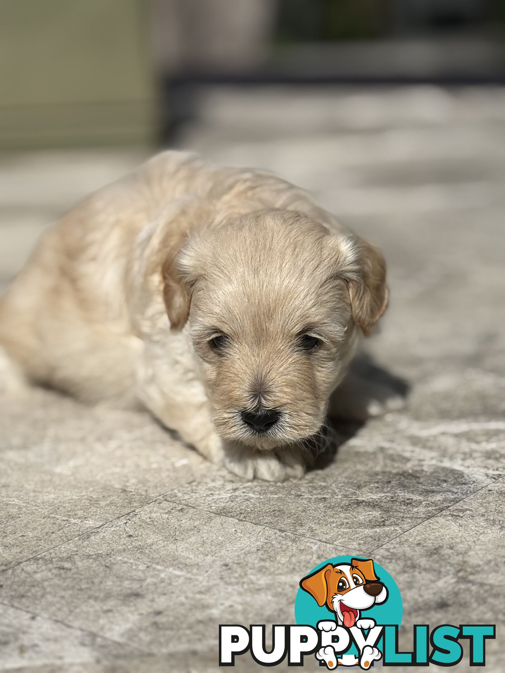Cutest Toy Poodle Puppy & Maltese Shih Tzu ♥️(SHMOODLE)♥️