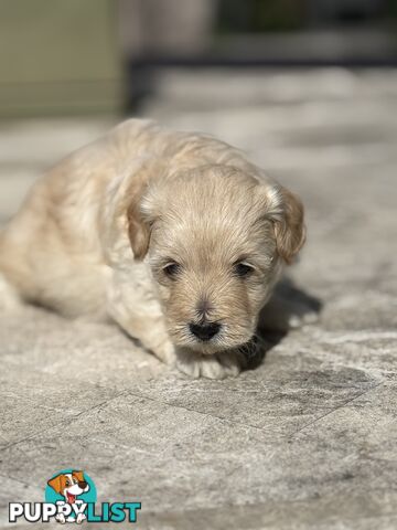 Cutest Toy Poodle Puppy & Maltese Shih Tzu ♥️(SHMOODLE)♥️