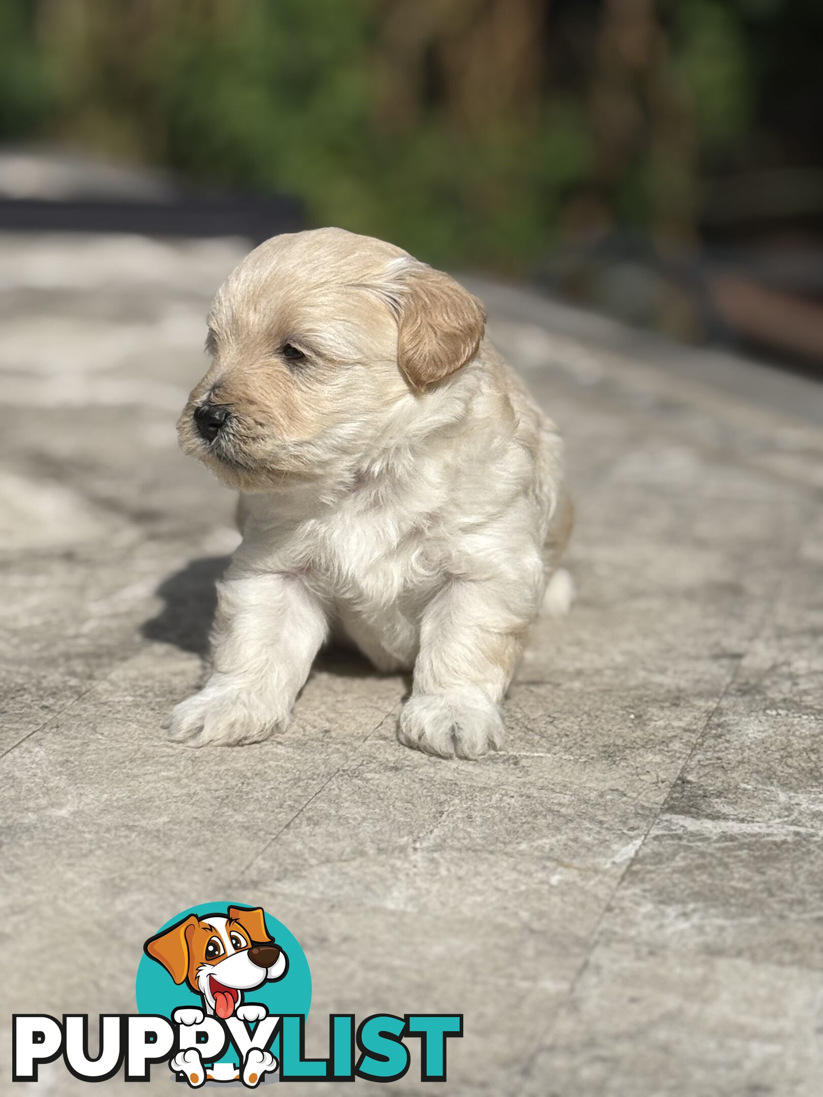 Cutest Toy Poodle Puppy & Maltese Shih Tzu ♥️(SHMOODLE)♥️