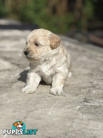 Cutest Toy Poodle Puppy & Maltese Shih Tzu ♥️(SHMOODLE)♥️