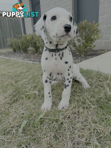 Dalmatian puppies!!