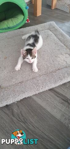 3, nine week old Kittens.