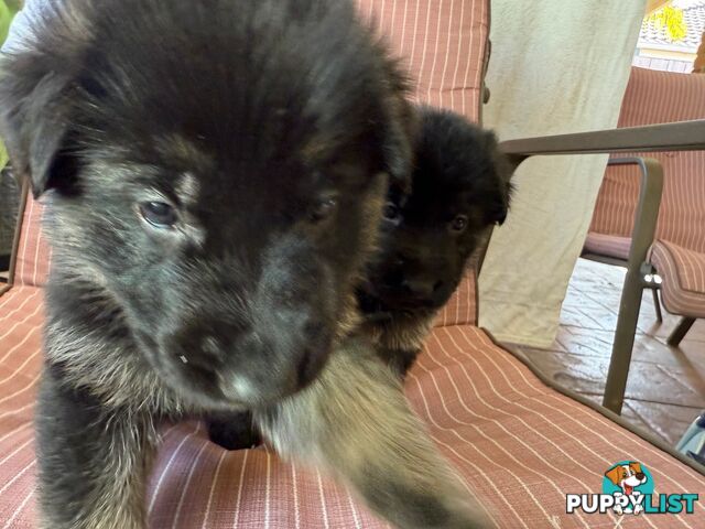 German Shepherd Pups