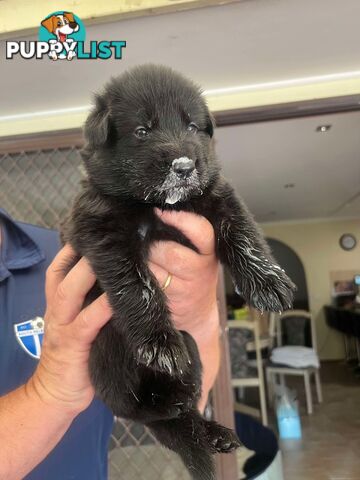 German Shepherd Pups