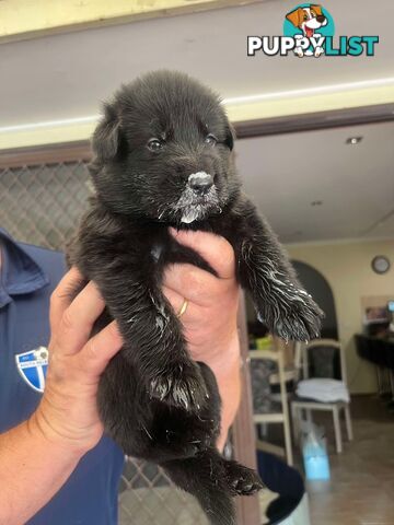 German Shepherd Pups