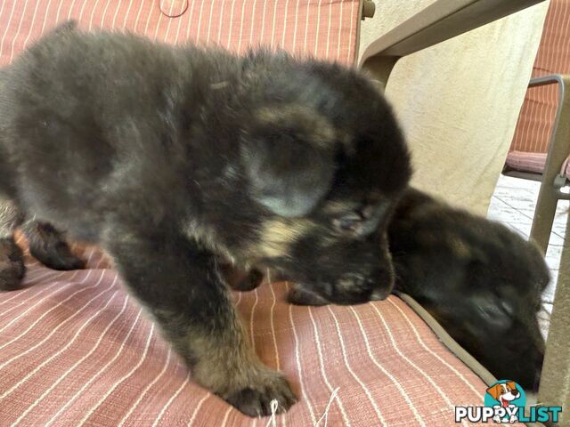 German Shepherd Pups