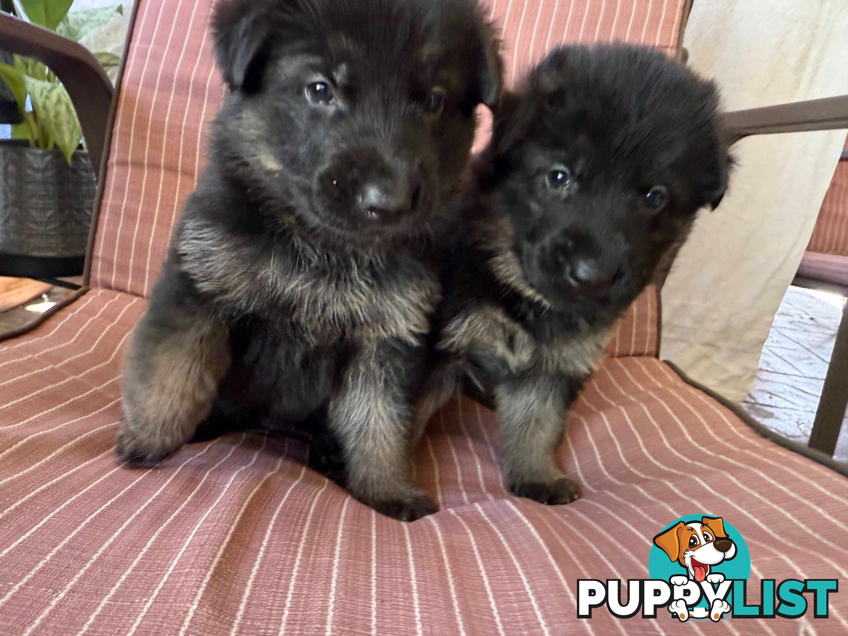 German Shepherd Pups