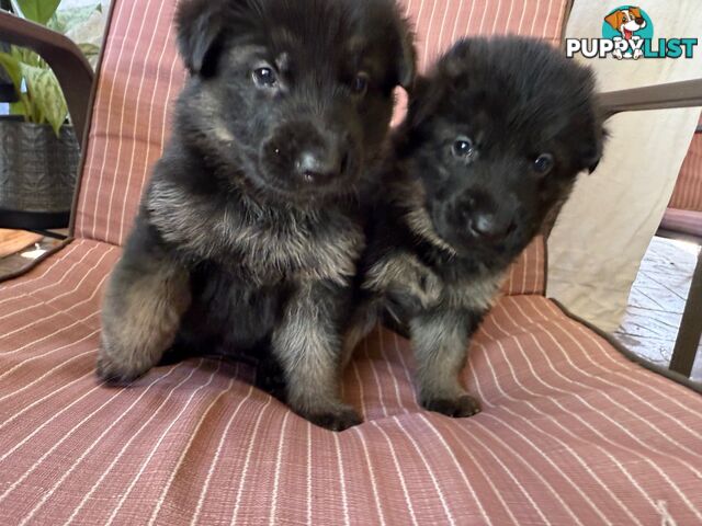 German Shepherd Pups