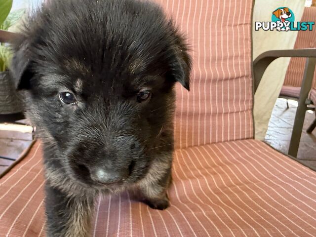 German Shepherd Pups