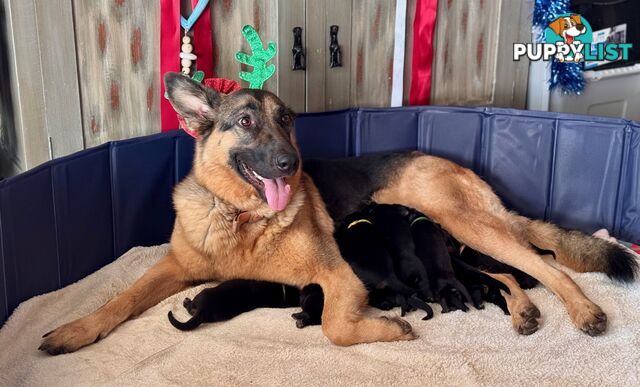 German Shepherd Pups