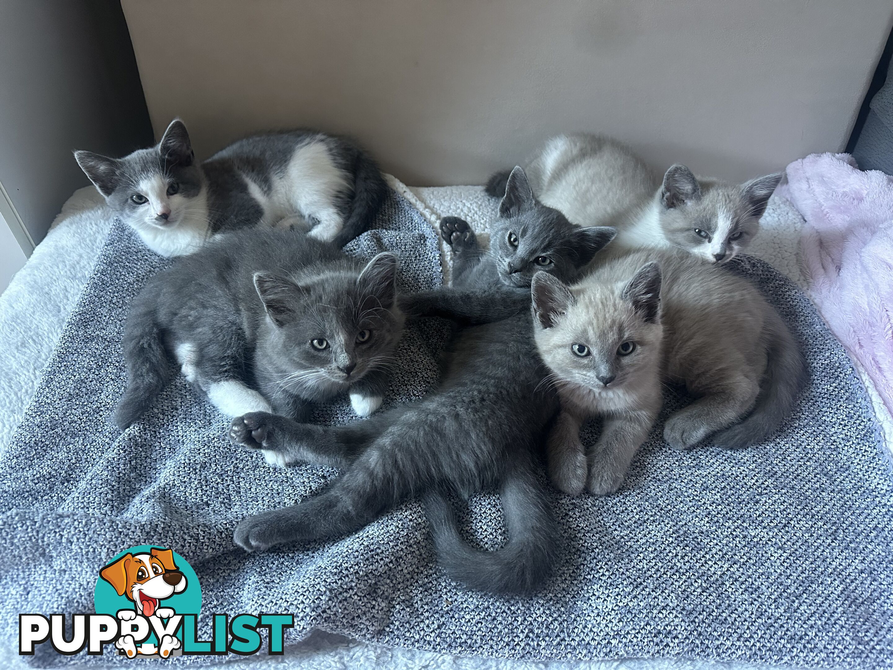 Ragdoll X Brazilian Short Haired kittens!!! Ready to go today! 7 weeks