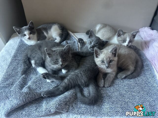 Ragdoll X Brazilian Short Haired kittens!!! Ready to go today! 7 weeks