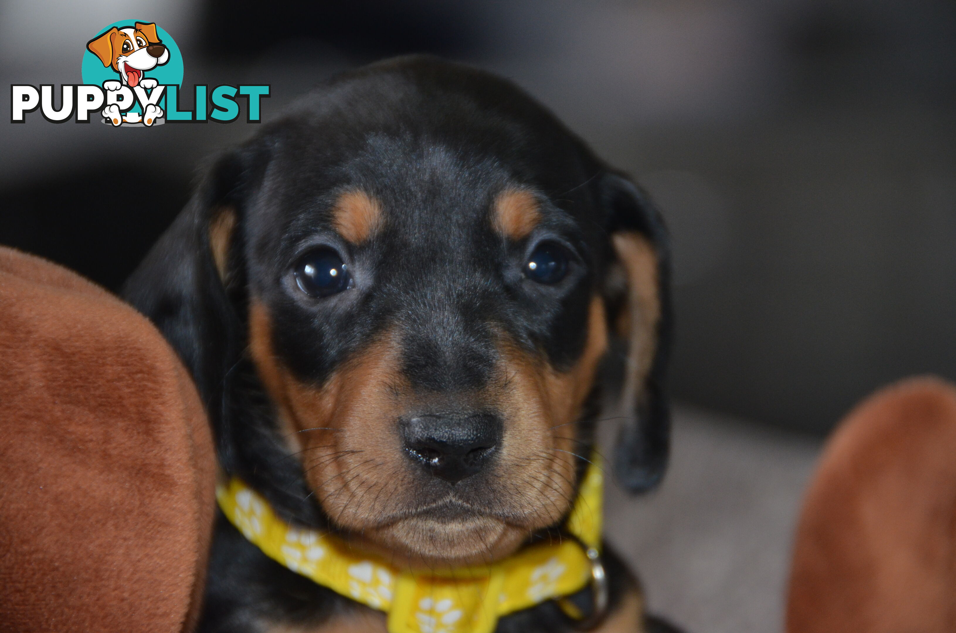 Beautiful Purebred Miniature Dachshund Puppies for Sale.