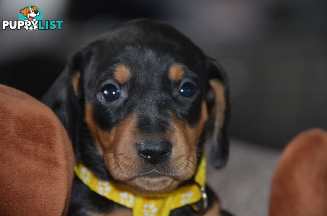 Beautiful Purebred Miniature Dachshund Puppies for Sale.