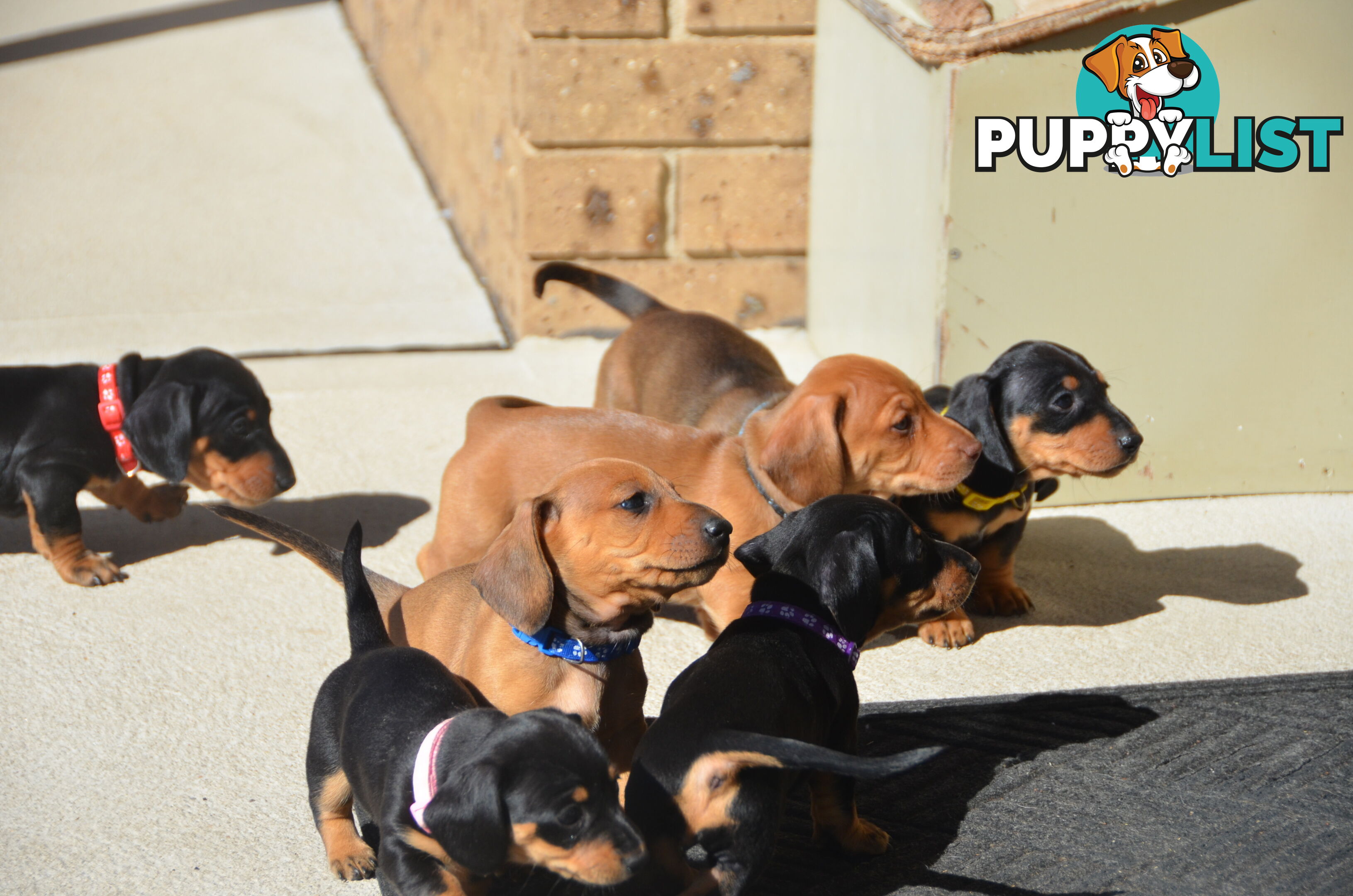 Beautiful Purebred Miniature Dachshund Puppies for Sale.