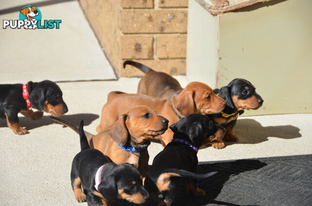 Beautiful Purebred Miniature Dachshund Puppies for Sale.