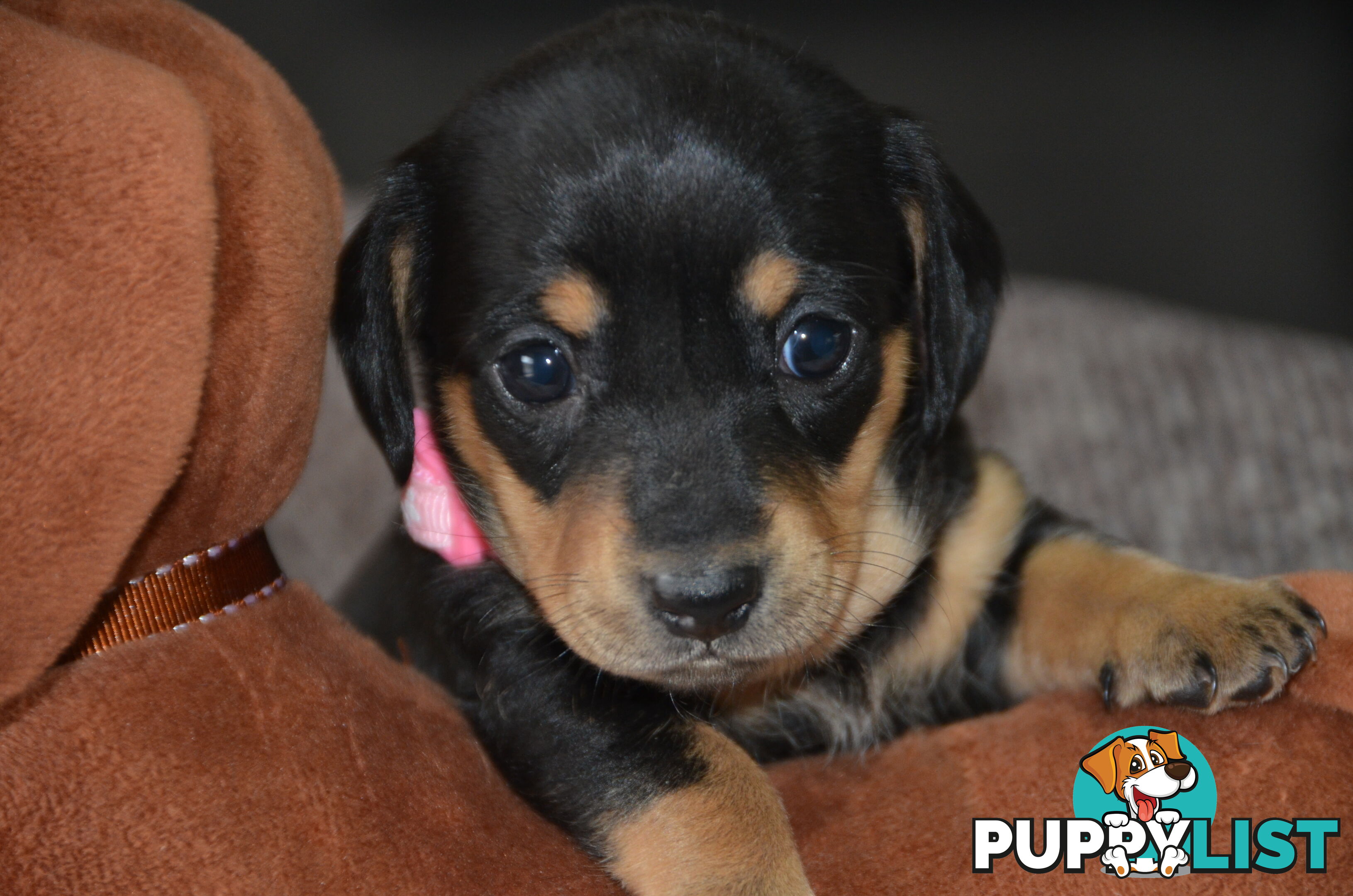 Beautiful Purebred Miniature Dachshund Puppies for Sale.