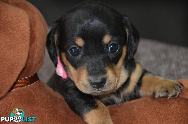 Beautiful Purebred Miniature Dachshund Puppies for Sale.