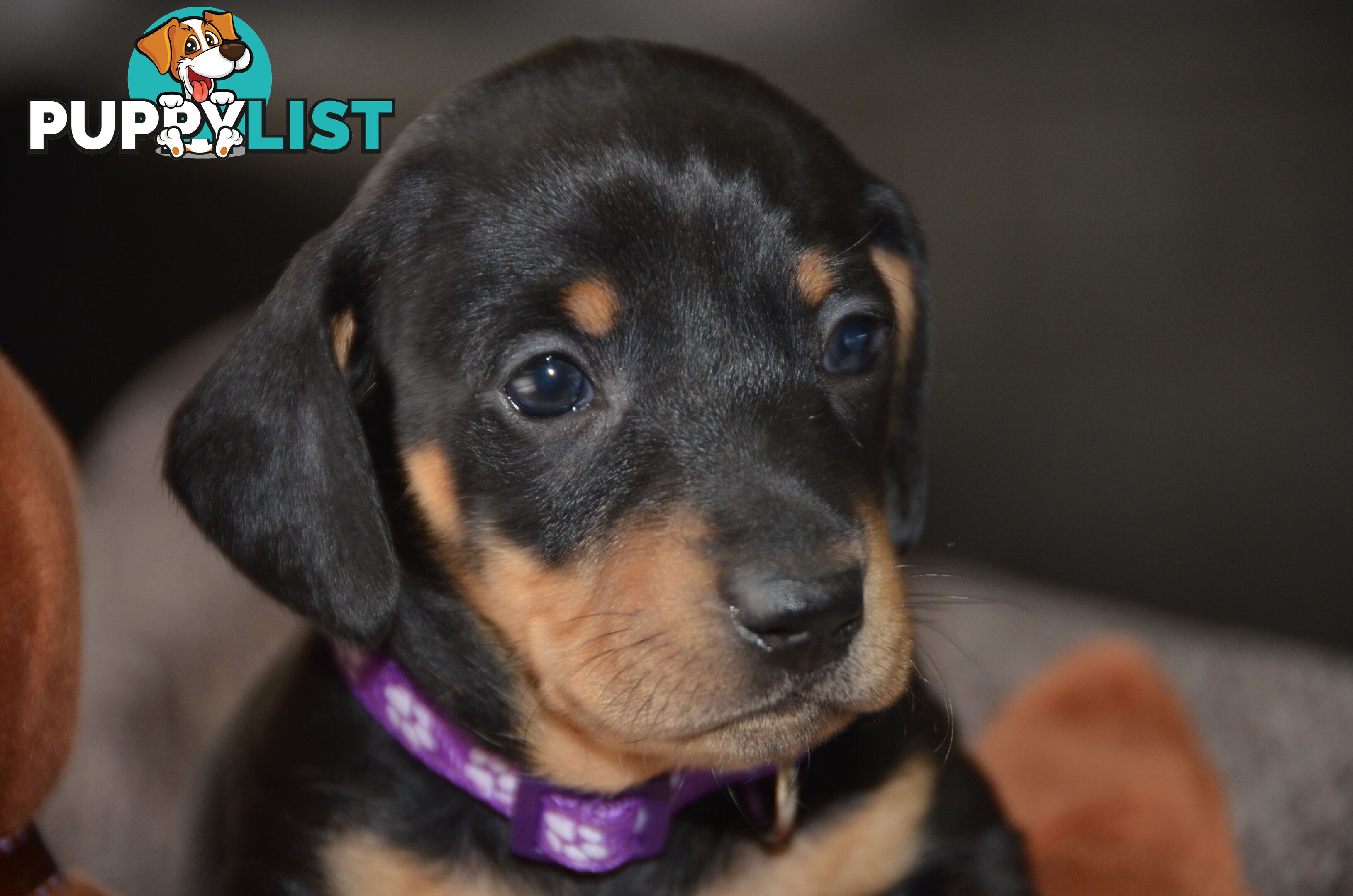 Beautiful Purebred Miniature Dachshund Puppies for Sale.