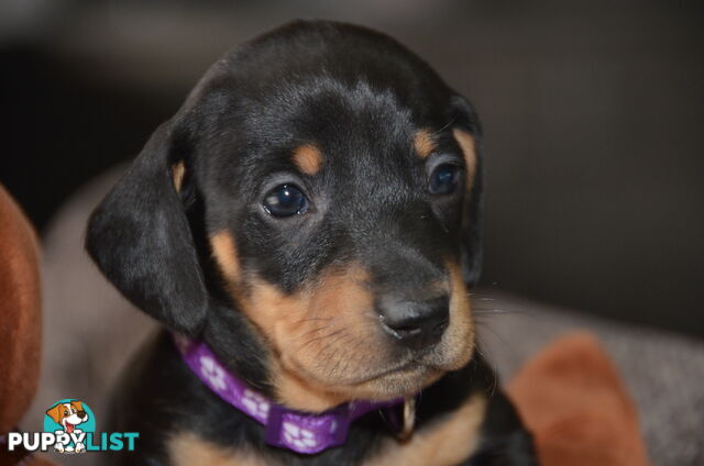 Beautiful Purebred Miniature Dachshund Puppies for Sale.