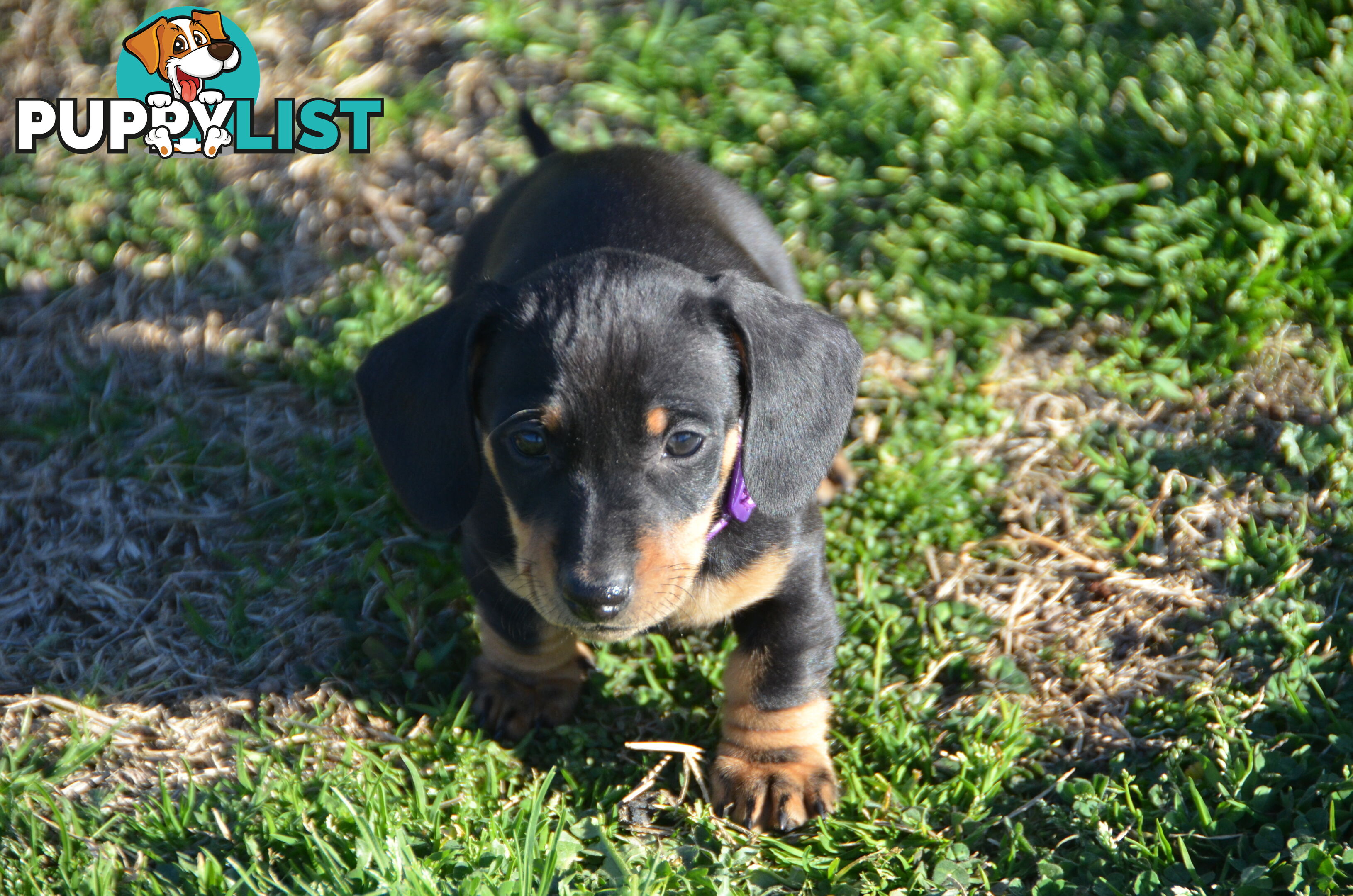 Beautiful Purebred Miniature Dachshund Puppies for Sale.