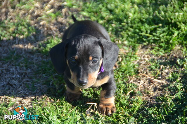 Beautiful Purebred Miniature Dachshund Puppies for Sale.