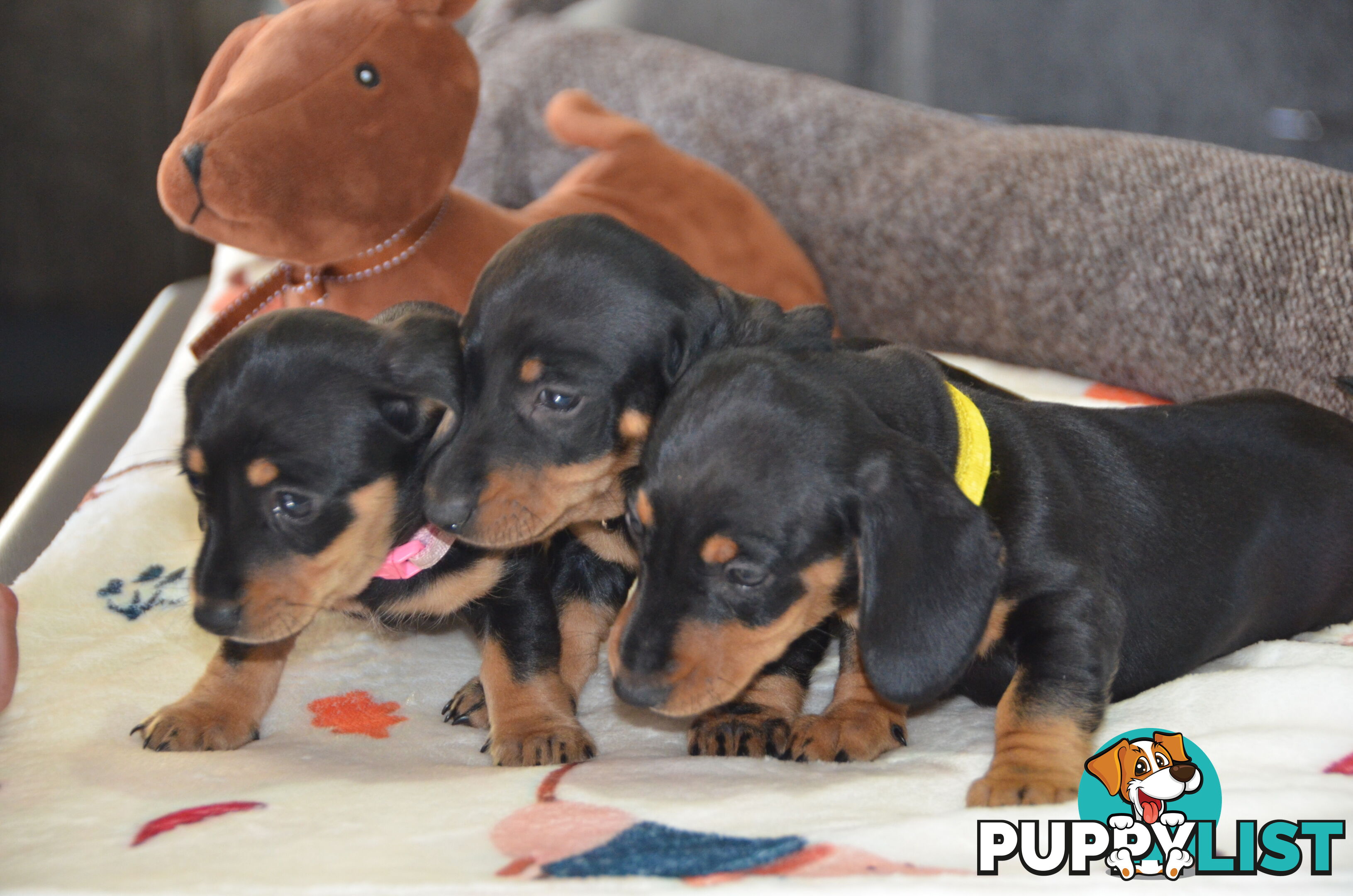 Beautiful Purebred Miniature Dachshund Puppies for Sale.