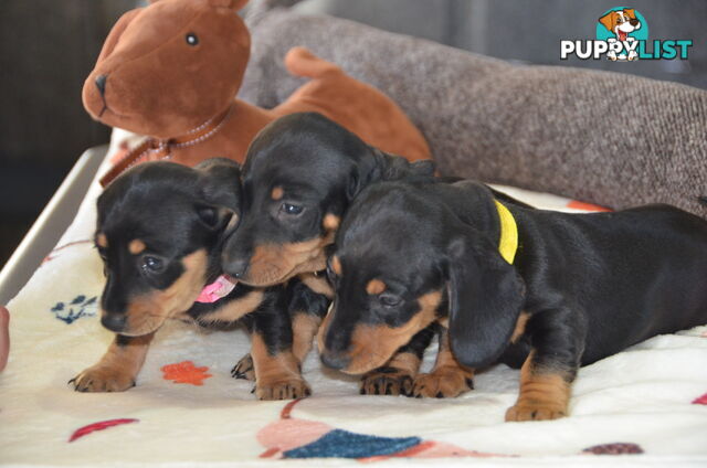 Beautiful Purebred Miniature Dachshund Puppies for Sale.