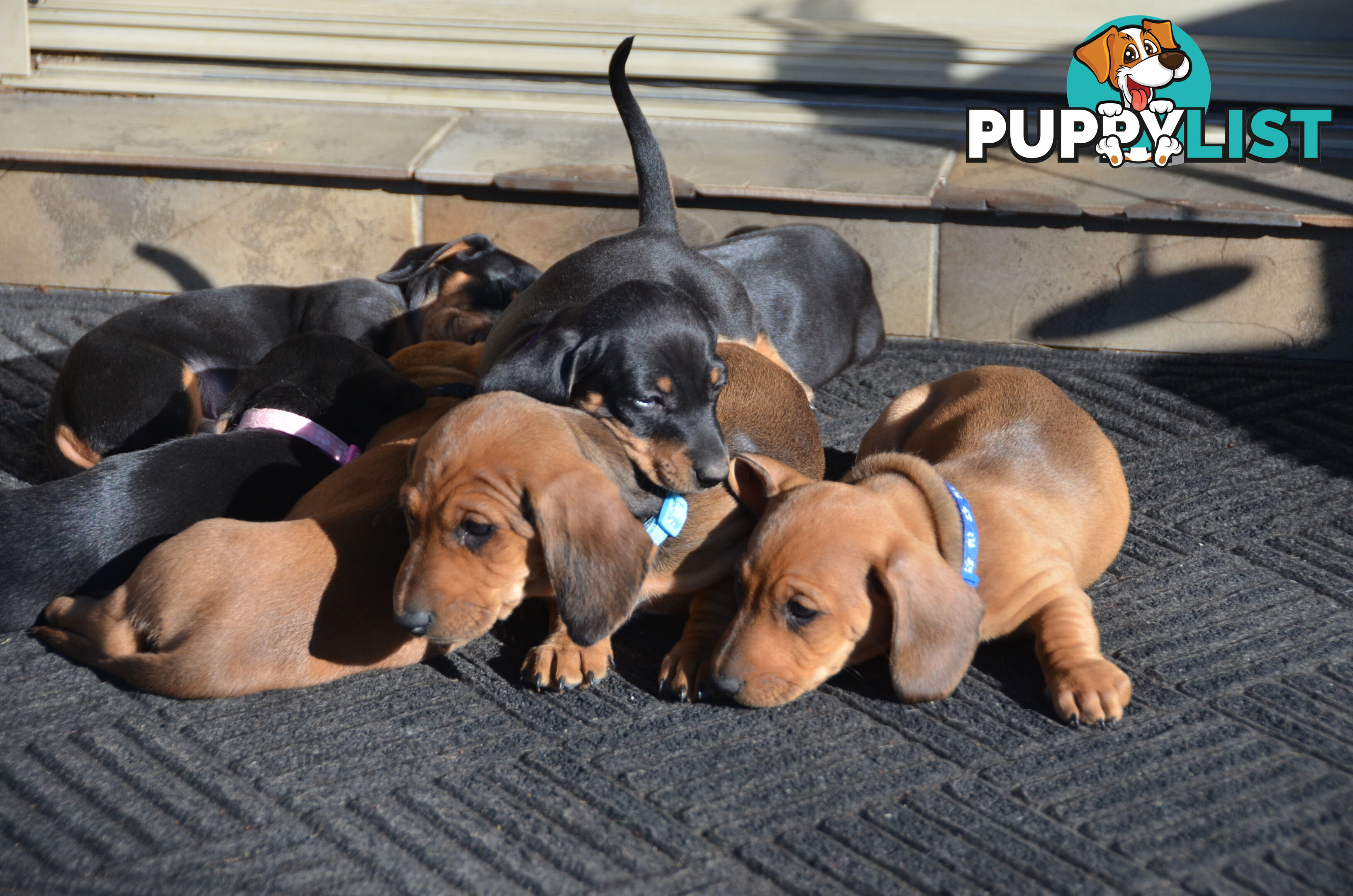 Beautiful Purebred Miniature Dachshund Puppies for Sale.