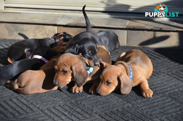 Beautiful Purebred Miniature Dachshund Puppies for Sale.