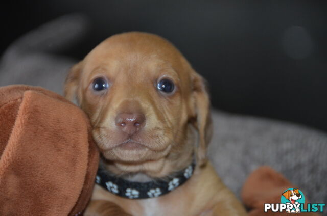 Beautiful Purebred Miniature Dachshund Puppies for Sale.