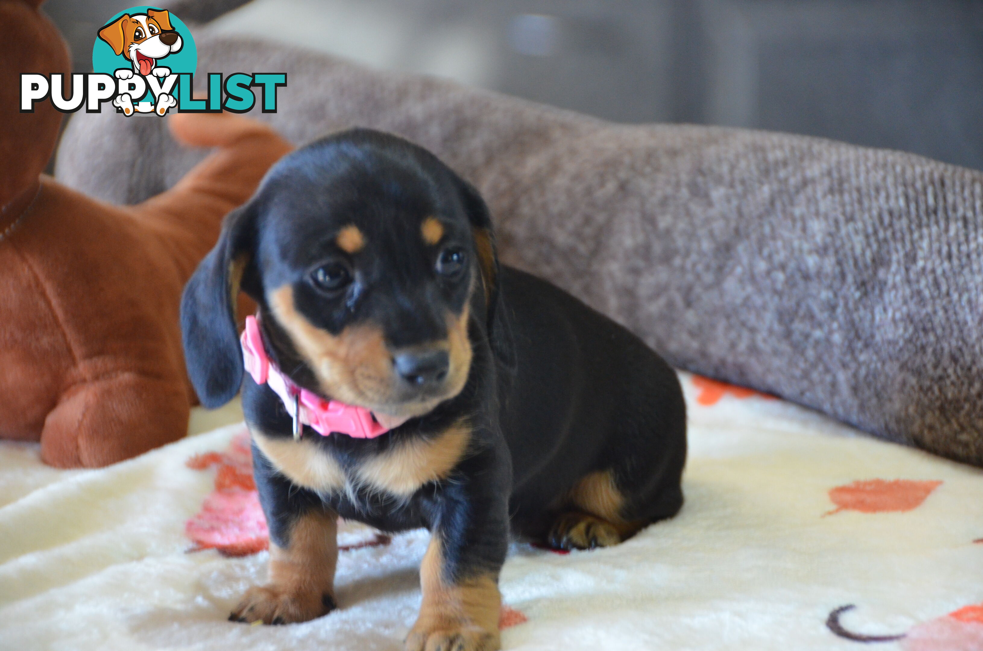 Beautiful Purebred Miniature Dachshund Puppies for Sale.