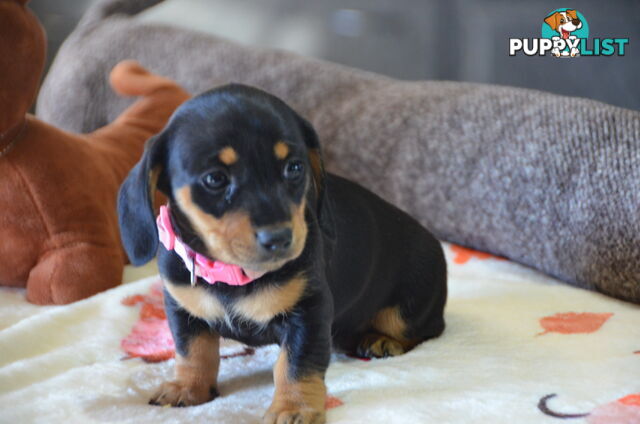 Beautiful Purebred Miniature Dachshund Puppies for Sale.