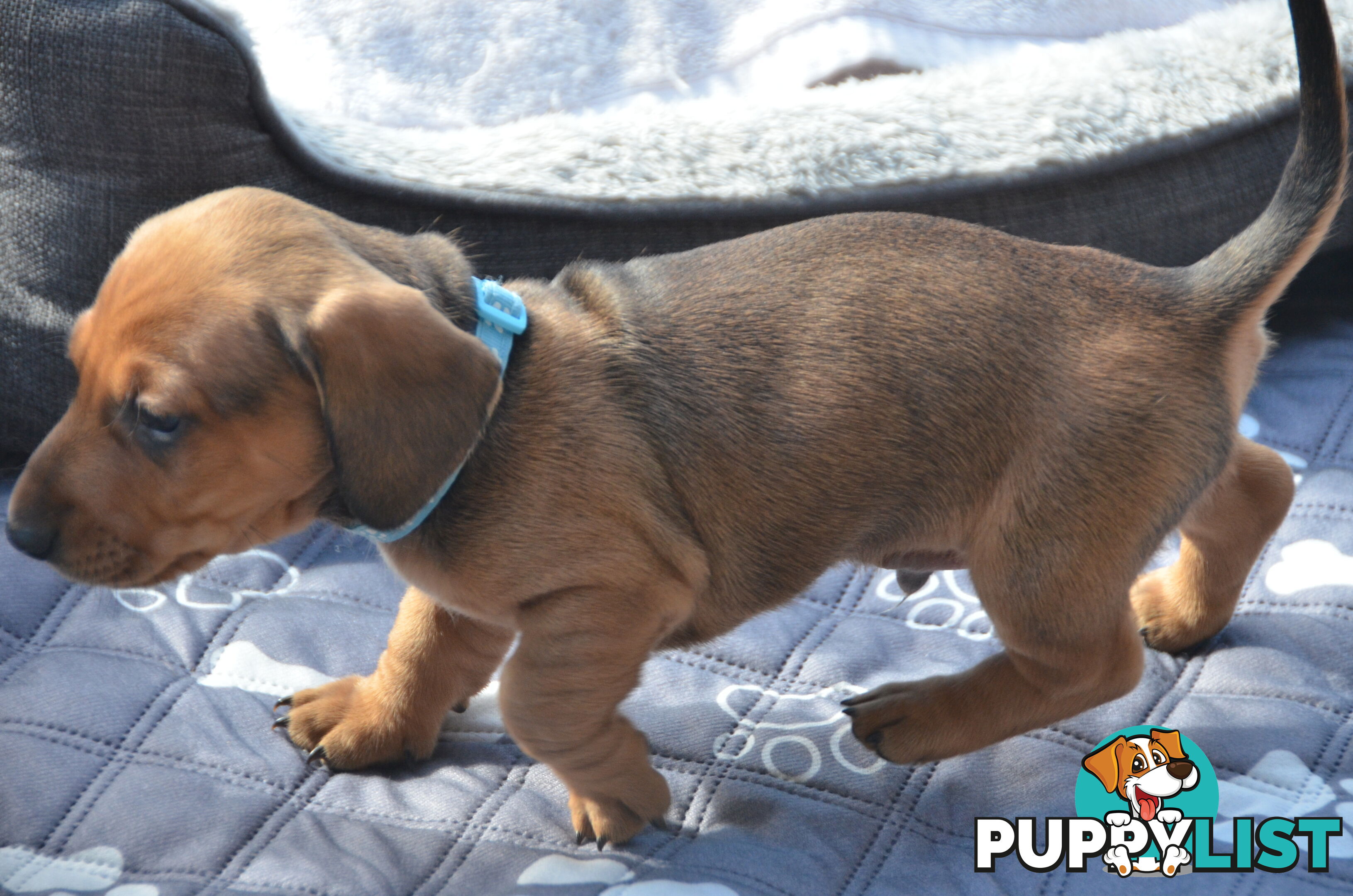 Beautiful Purebred Miniature Dachshund Puppies for Sale.