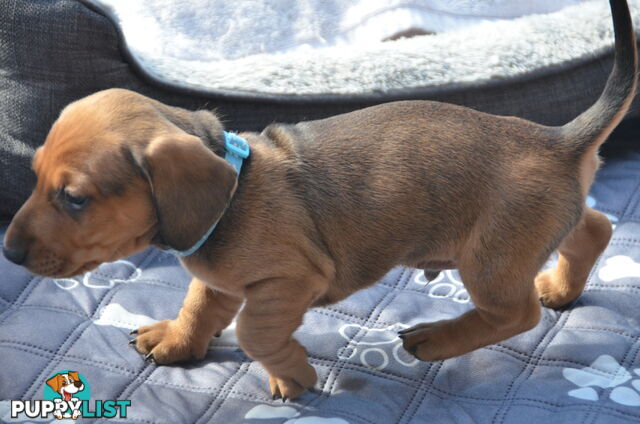 Beautiful Purebred Miniature Dachshund Puppies for Sale.