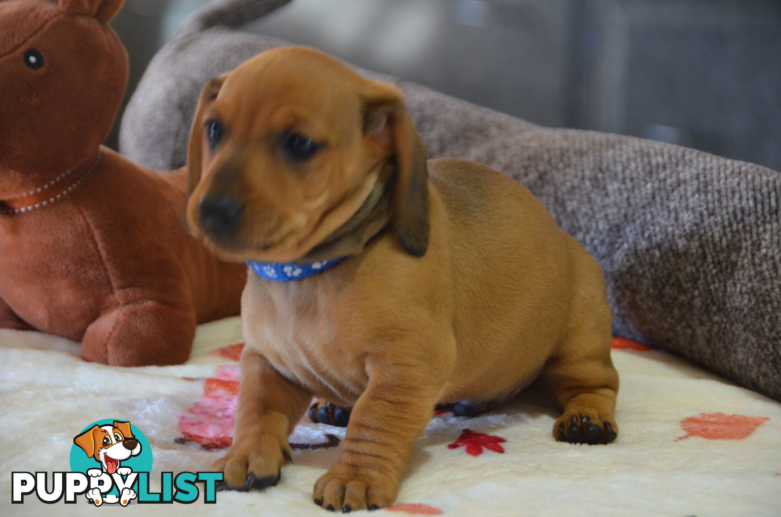 Beautiful Purebred Miniature Dachshund Puppies for Sale.