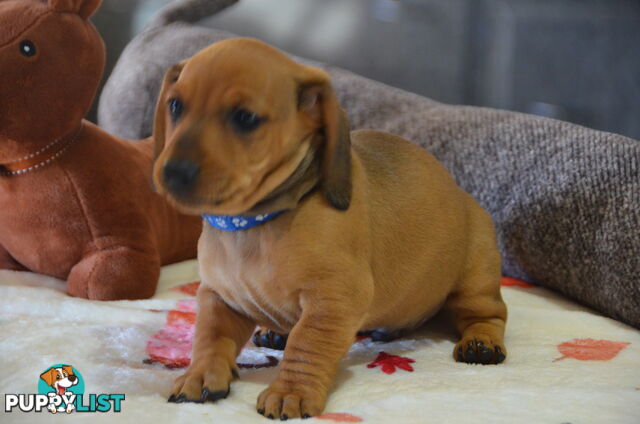 Beautiful Purebred Miniature Dachshund Puppies for Sale.