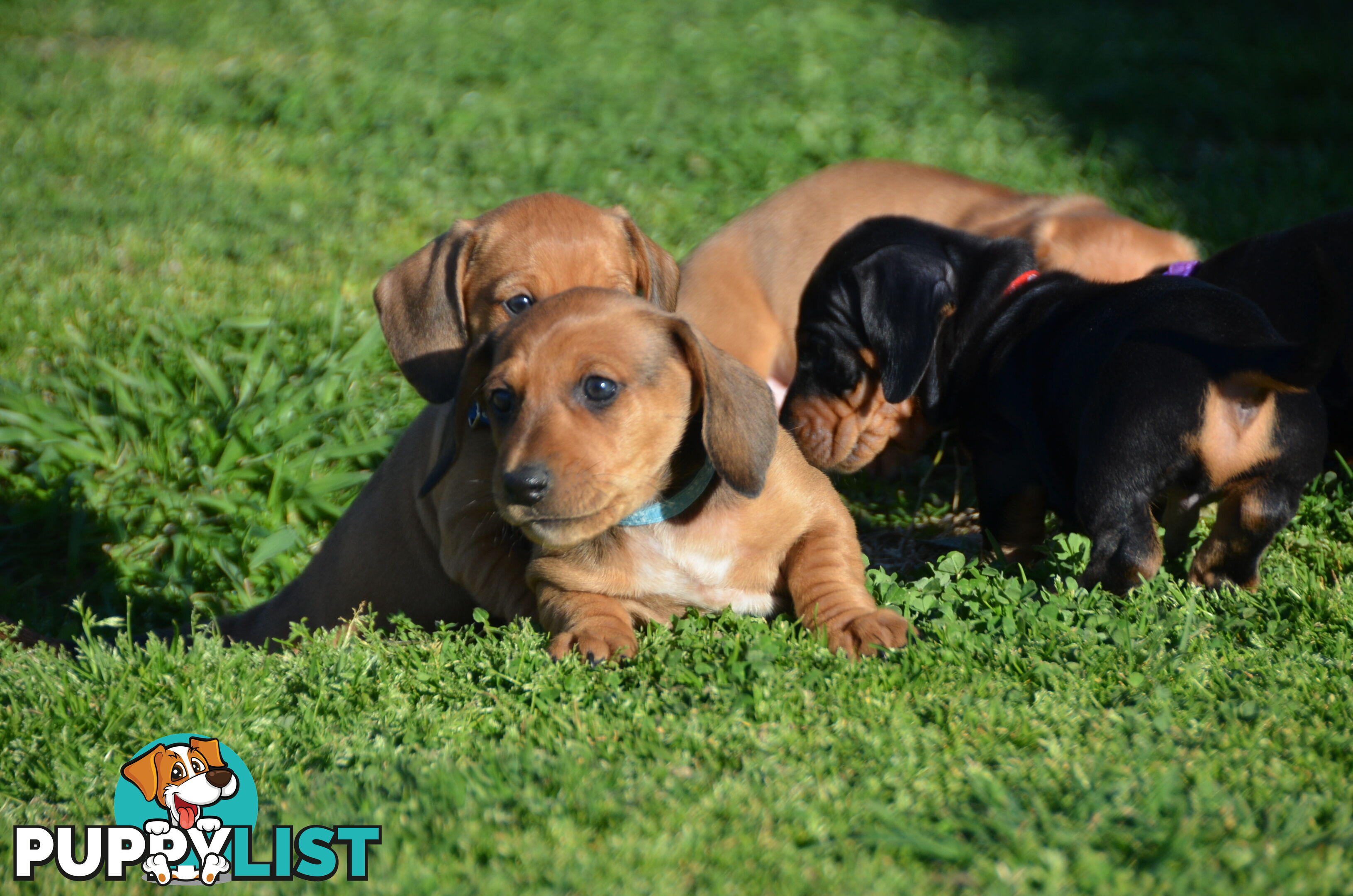 Beautiful Purebred Miniature Dachshund Puppies for Sale.