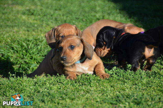 Beautiful Purebred Miniature Dachshund Puppies for Sale.