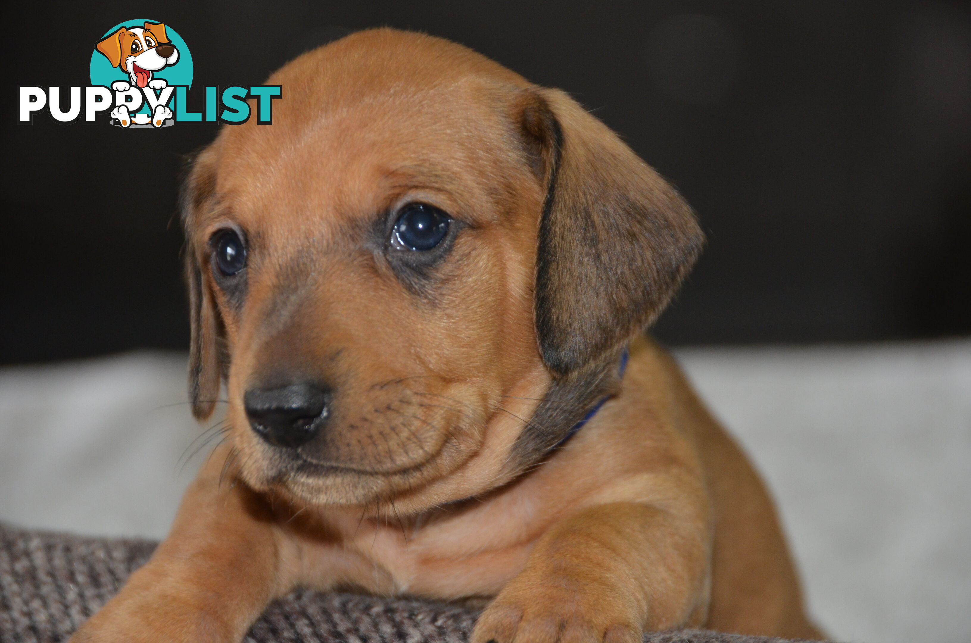 Beautiful Purebred Miniature Dachshund Puppies for Sale.