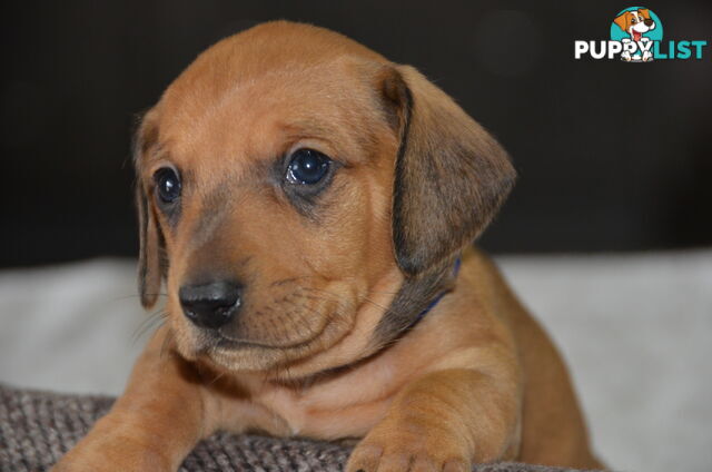 Beautiful Purebred Miniature Dachshund Puppies for Sale.