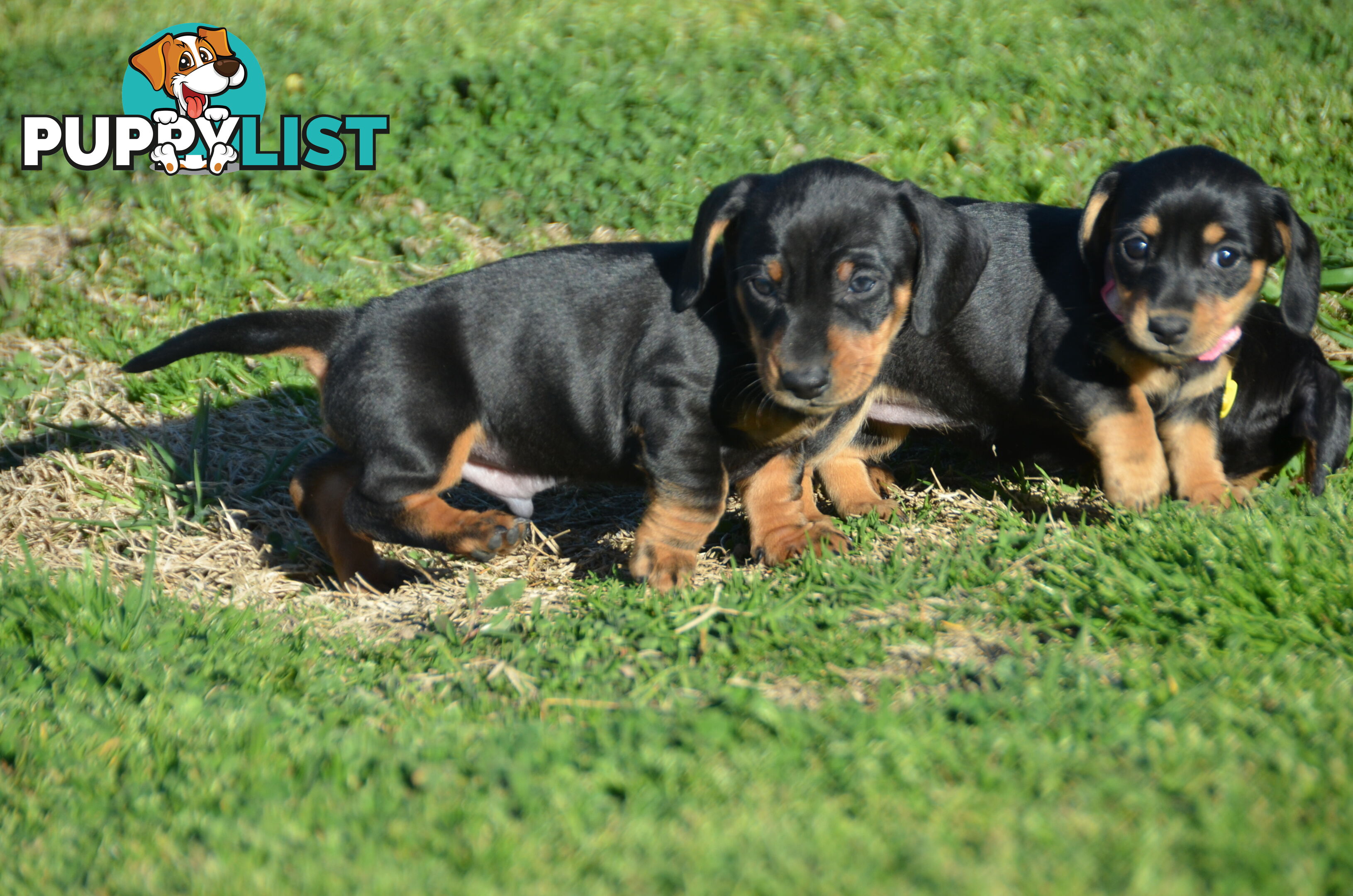 Beautiful Purebred Miniature Dachshund Puppies for Sale.