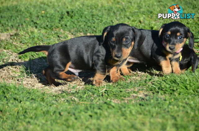 Beautiful Purebred Miniature Dachshund Puppies for Sale.