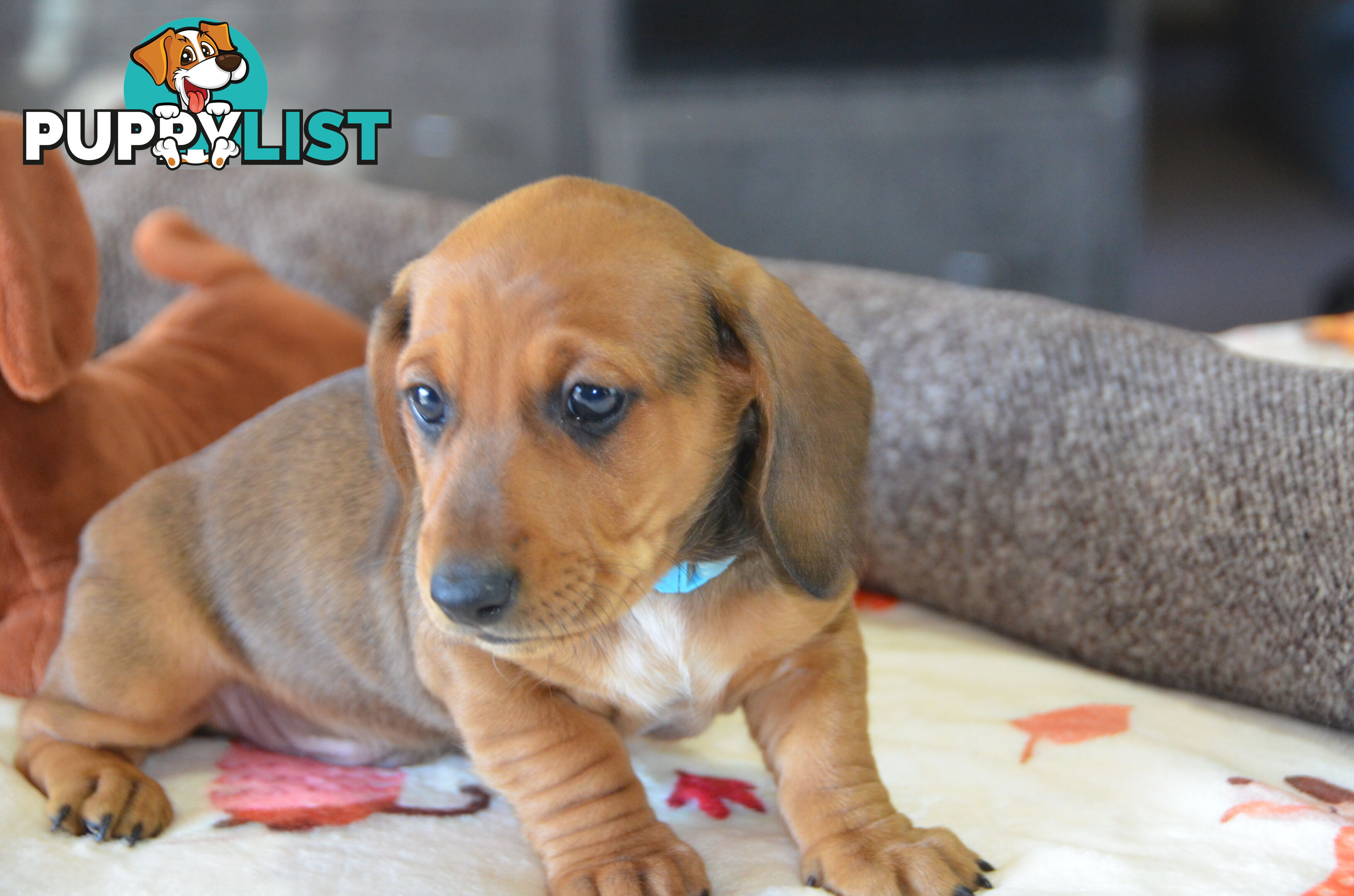 Beautiful Purebred Miniature Dachshund Puppies for Sale.