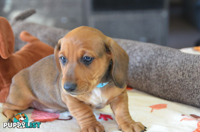 Beautiful Purebred Miniature Dachshund Puppies for Sale.